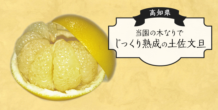当園の木なりでじっくり熟成の土佐文旦